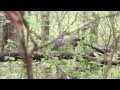 Turkey Hunting Loud Hen