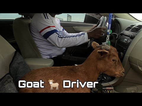 ( Goat Driver )  Direban Akuya new comedy