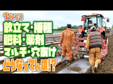 大根の収穫時期と方法は？ + 栽培、播種、メンテナンス  庭園