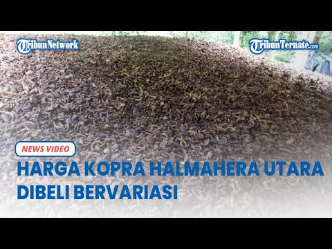Harga Kopra Maluku Utara di Halmahera Utara Kopra Dibeli Bervariasi, Tertinggi Rp 6 600 Perkilonya