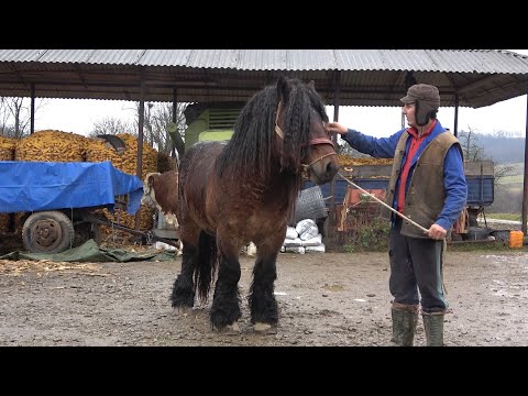 Caii lui Daniel de la Valea Mare de Cris, Bihor - 2020 Nou!!!