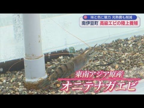 YouTube Video キロ2万円。世界最大級オニテナガエビを「陸上養殖」　「不漁の時はイセエビの代わりに」　伊豆で育てるメリットは『温泉』　静岡・南伊豆町