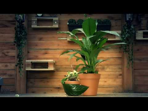 Día de la Madre - Vivero Antoniucci