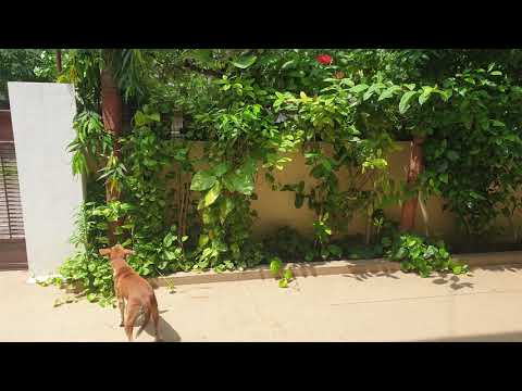 when browny sees cat