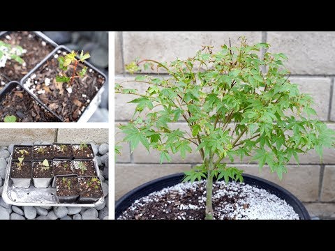 Acer Palmatum 'Katsura' Maple Cuttings 🌿 Pre-Bonsai Journey [May 2019, ASMR]