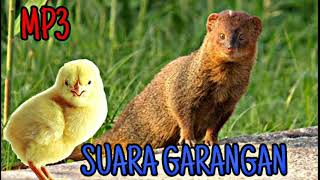 Download lagu Suara pikat garangan super ampuh 100% mp3