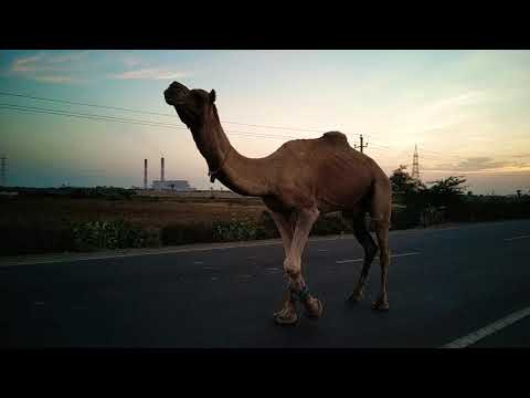 Camel Walk in slo-mo!!