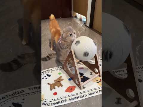 Funny and cute dogs compilation#funnydogs#cute#doglover#doglife#cure#dogshorts#pet#doglife