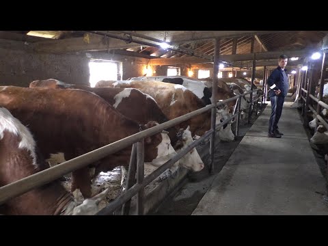 -Farma  krava Jusufa Muranovića među top 20 u Republici  Srpskoj-