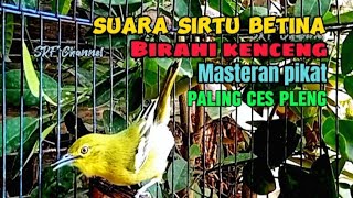 Download lagu Suara Sirtu betina birahi kenceng masteran pikat paling ces pleng#sirtugacor @srfchannel3881 mp3