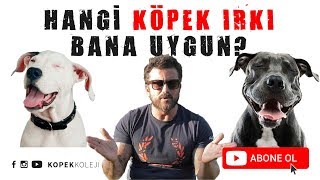 Hangi Köpek Irkı Bana Uygun?