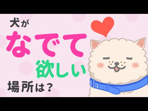 犬はどこを撫でられるのが好きですか?