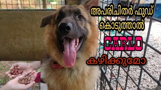 If the strangers give food to Carlo  it will eat or not ! മലയാളം video