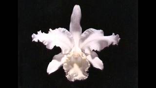 Kings of Leon - Bucket