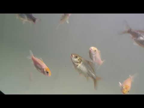 Koi Fry Tank Disaster 😭😩