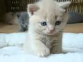 Черни котараци с лъскави мустаци 