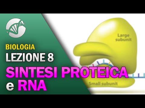 BIOLOGIA - Lezione 8 - Sintesi Proteica e RNA