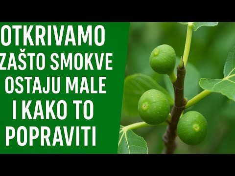 Wir finden heraus, WARUM Feigen klein bleiben und wie man das Problem beheben kann!