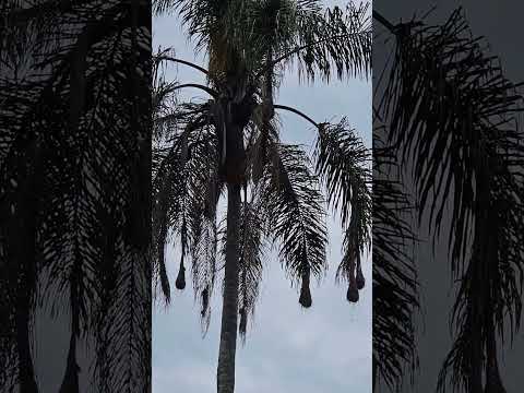 Japu Fura-banana. Santo Antônio do Pinhal 2.