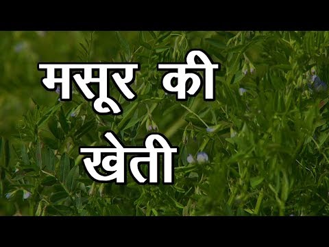 , title : 'Masoor Ki Kheti | मसूर की खेती | Lentil Cultivation | किसान जाने मसूर की खेती की पूरी जानकारी'