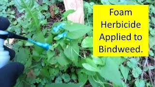 Bindweed Control Using Green Shoots Foam Herbicide