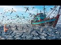 Billions Of Flying Fish Are Caught By Fishermen Every Year Processing Flying Fish In Factory