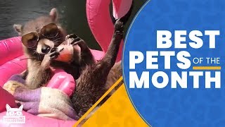 Best Pets Of The Month  (May 2019) | The Pet Collective