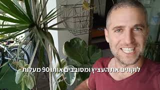 דרצנה מכופפת - למה הענפים גדלים עקום?