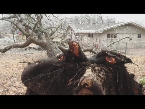 Broken trees are causing damages to homes and cars