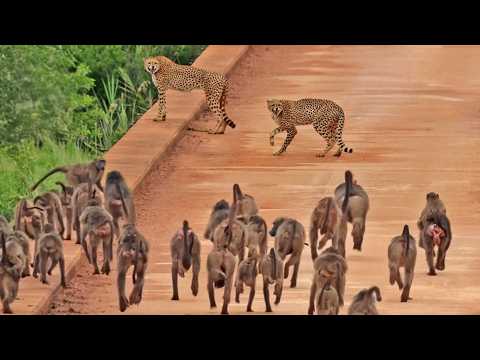 Cheetah Mom and Cub Mobbed by 50+ Baboons on Bridge