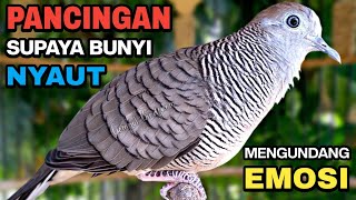 Download lagu Perkutut Lokal Gacor Suara Besar Pancingan Burung Perkutut Agar Cepat Bunyi. mp3 Download lagu Perkutut Lokal Gacor Suara Besar Pancingan Burung Perkutut Agar Cepat Bunyi. mp3