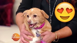 You HAVE to See This Adorable Pup Makeover! | Rachael Ray Show