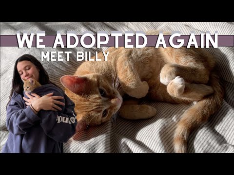 WE ADOPTED A FOURTH CAT // Meet Billy: The Newest Edition To Our Family