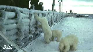 preview picture of video 'Амдерма. Посещение арктического посёлка медведицей с медвежёнком'
