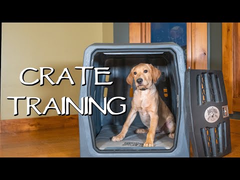 Labrador Retriever Crate Training Your Puppy - How To Avoid Separation Anxiety With Your Dog