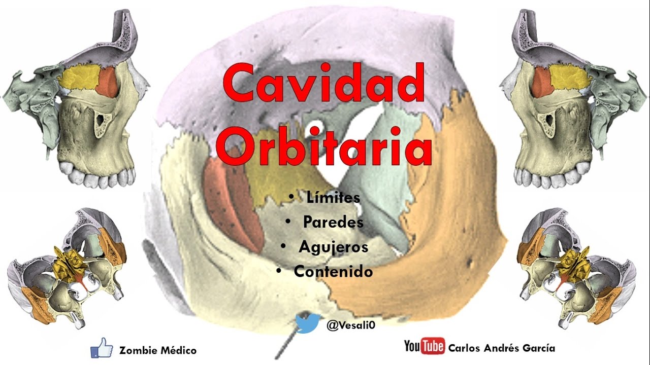 Anatomía -  Cavidad Orbitaria (Límites, Paredes, Agujeros, Contenido)