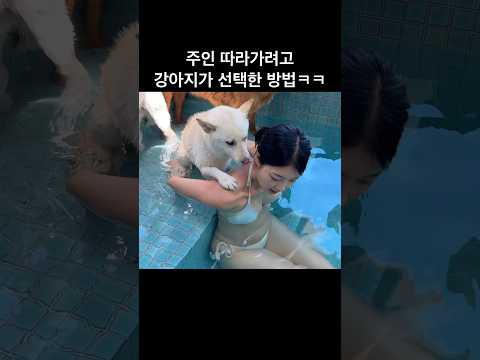왜 이용당하는 기분이 들지…?ㅋㅋ l 웃긴 강아지