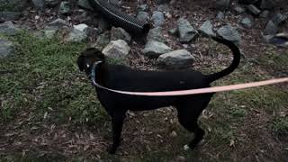 Video preview image #1 Mutt Puppy For Sale in Decatur, GA, USA