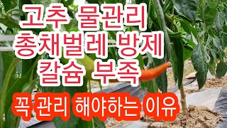 [고추재배방법] 고추 물관리, 총채벌레 방제, 칼슘 부족 꼭관리
