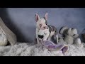 Frenchton dogs for sale: ISAAC - Video 1