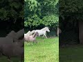 Jument mini Shetland cremello pr&eacute;sum&eacute;e pleine