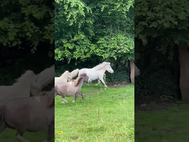 Jument mini Shetland cremello pr&eacute;sum&eacute;e pleine