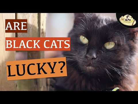 Why are black cats associated with Halloween? | Black Cat Myths & Legends | Spooky Animals Halloween