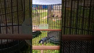 Download lagu burung gelatik batu lucu #acehexplore mp3