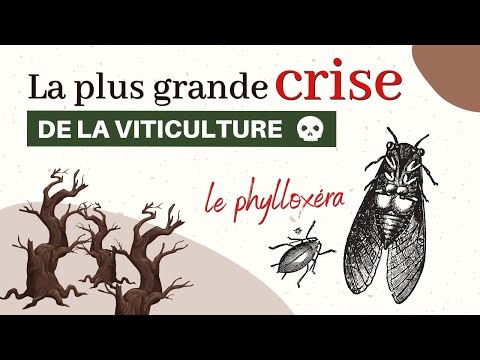 La crise du phylloxéra : l'insecte qui a ravagé les vignes au 19ème siècle | Histoire du vin #1