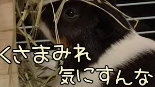 【モルモット】今日の親びんさん。草まみれ#9【guineapig】