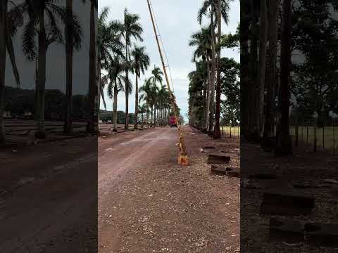 Fazenda Palmeiras Ipaussu São Paulo