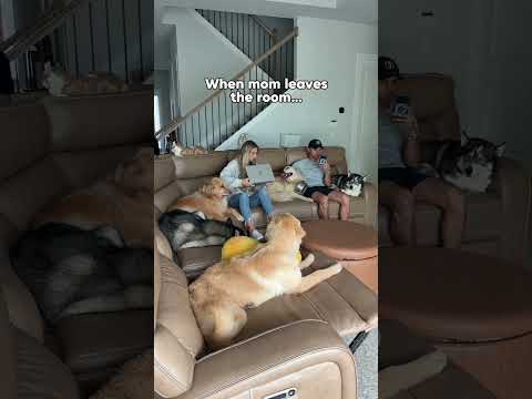 Stage 5 clingers but only for mom… #dogsofyoutube #dog #dogs #husky #goldenretriever
