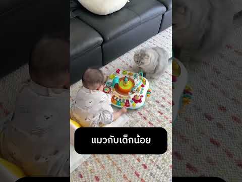 แมวกับเด็กน้อย