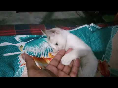 How to play with cat